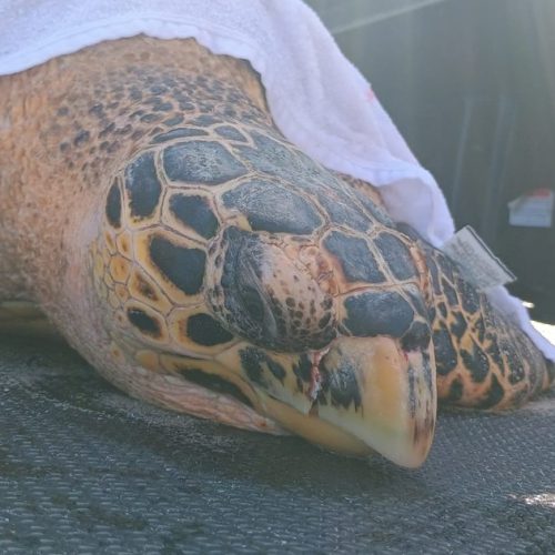 Tartaruga-marinha é resgatada com ferimentos na Praia de Ipioca, em Maceió