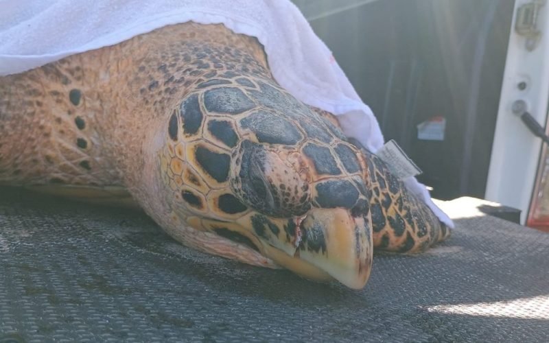 Tartaruga-marinha é resgatada com ferimentos na Praia de Ipioca, em Maceió