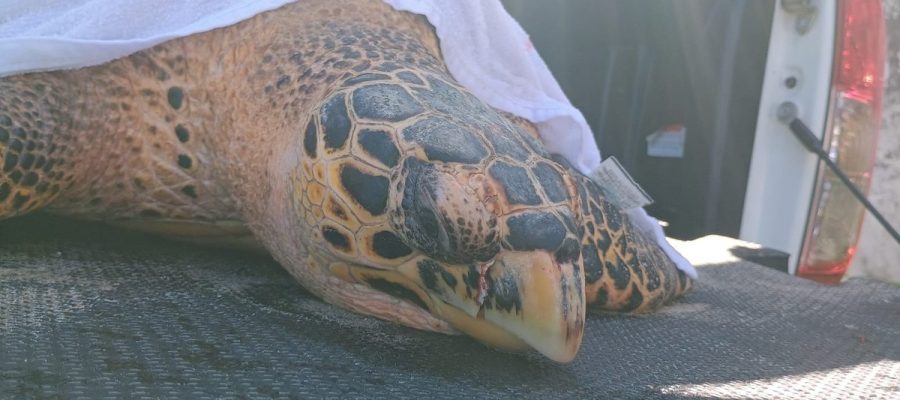 Tartaruga-marinha é resgatada com ferimentos na Praia de Ipioca, em Maceió