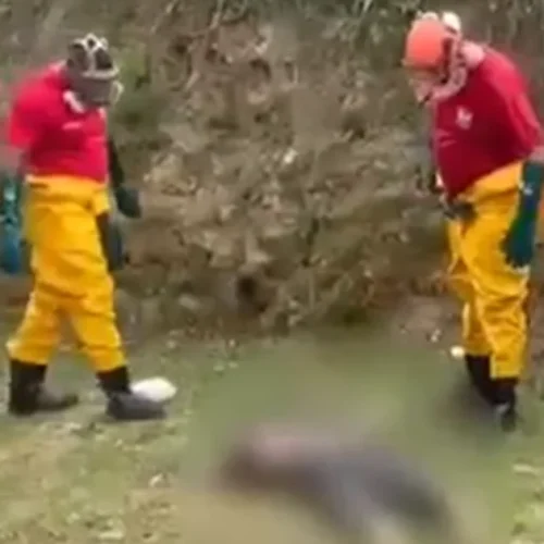 Corpo é encontrado boiando no Riacho Reginaldo, na região da Grota Pau D’Arco, em Maceió