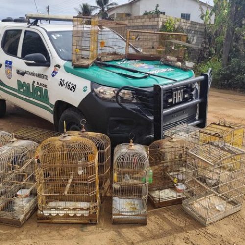 Polícia Ambiental resgata 62 aves e apreende espingarda durante ação no interior