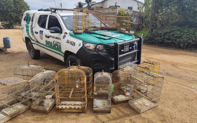Polícia Ambiental resgata 62 aves e apreende espingarda durante ação no interior
