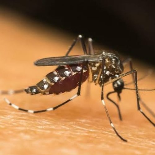 Alagoas registra mais de 6 mil casos de dengue e chikungunya este ano