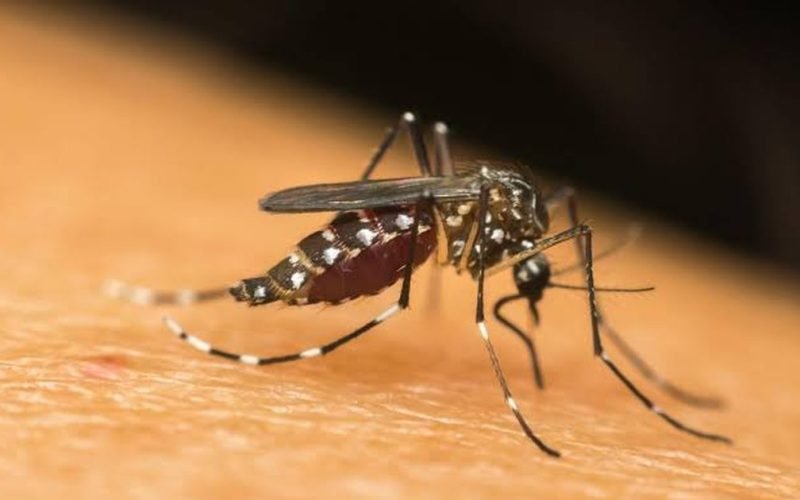 Alagoas registra mais de 6 mil casos de dengue e chikungunya este ano