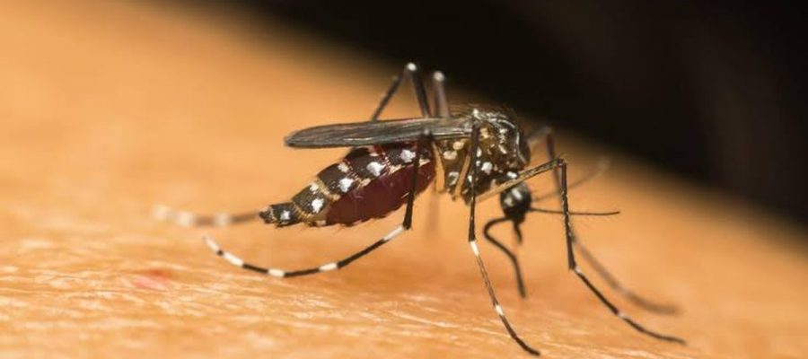 Alagoas registra mais de 6 mil casos de dengue e chikungunya este ano