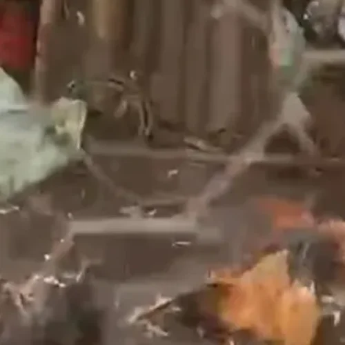 Ataques na madrugada matam galinhas com ferimentos no pescoço e assustam moradores em Taquarana