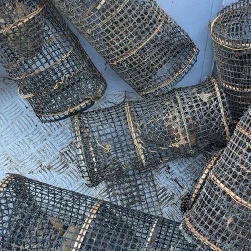 Polícia ambiental resgata 680 animais e prende cinco pessoas em operação contra crime ambiental em Alagoas