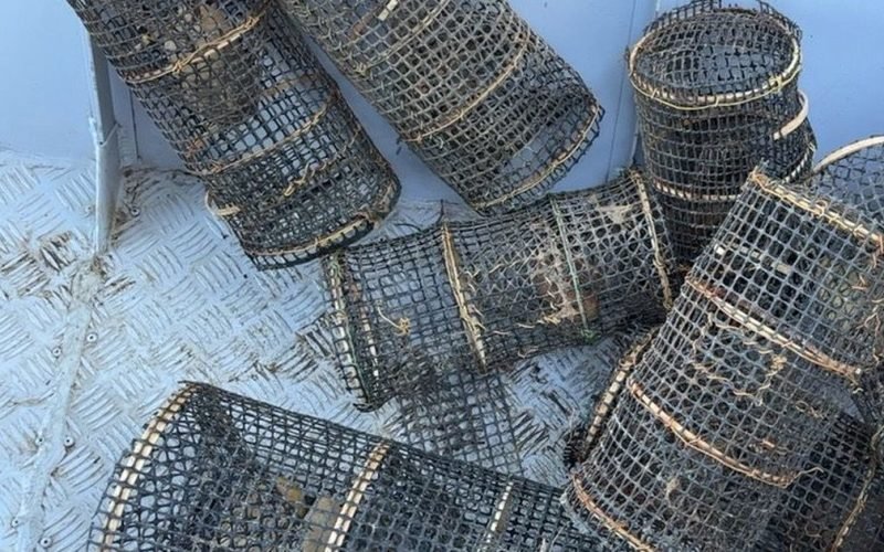 Polícia ambiental resgata 680 animais e prende cinco pessoas em operação contra crime ambiental em Alagoas