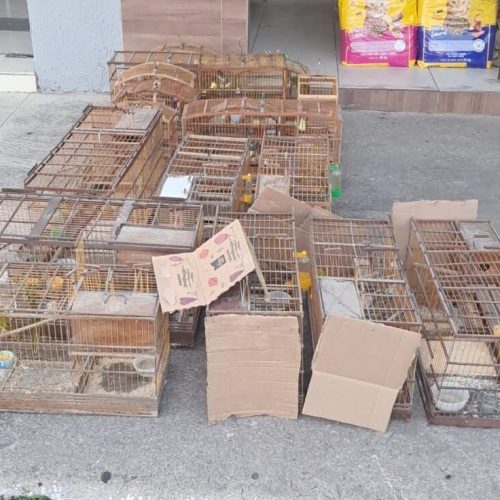 Polícia apreende dezenas de aves em São Luís do Quitunde e Matriz de Camaragibe