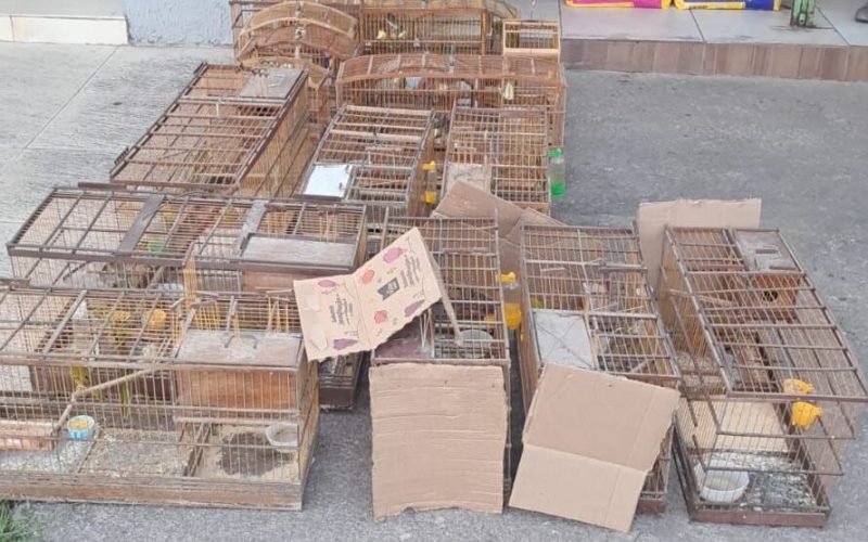 Polícia apreende dezenas de aves em São Luís do Quitunde e Matriz de Camaragibe