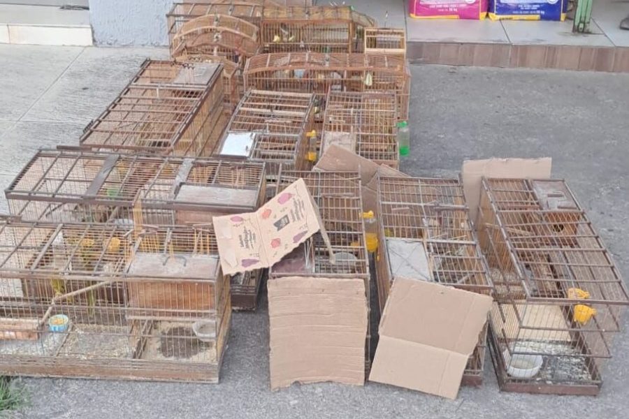Polícia apreende dezenas de aves em São Luís do Quitunde e Matriz de Camaragibe