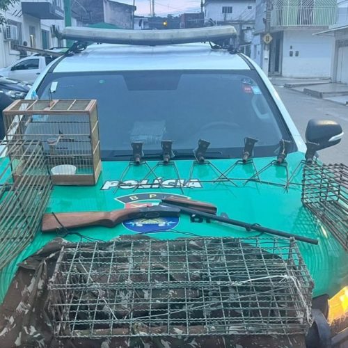 Ações ambientais resultam em apreensões de aves no interior e na capital