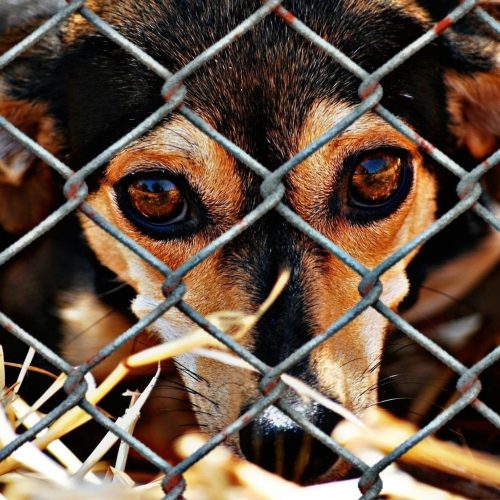 Condenados por maus-tratos a animais podem ficar proibidos de ocupar cargos públicos em Maceió