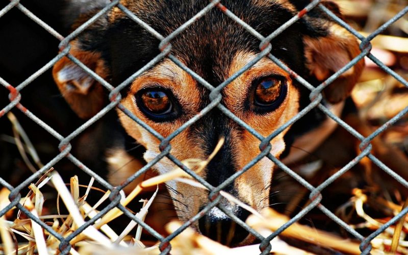 Condenados por maus-tratos a animais podem ficar proibidos de ocupar cargos públicos em Maceió