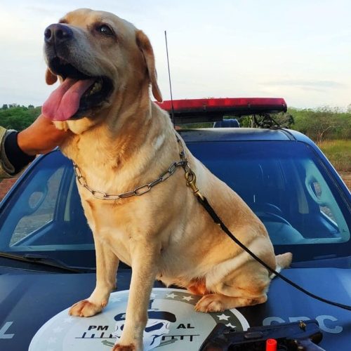 Cães aposentados da PM podem ganhar abrigo e equipe especializada graças a novo projeto de lei em Alagoas