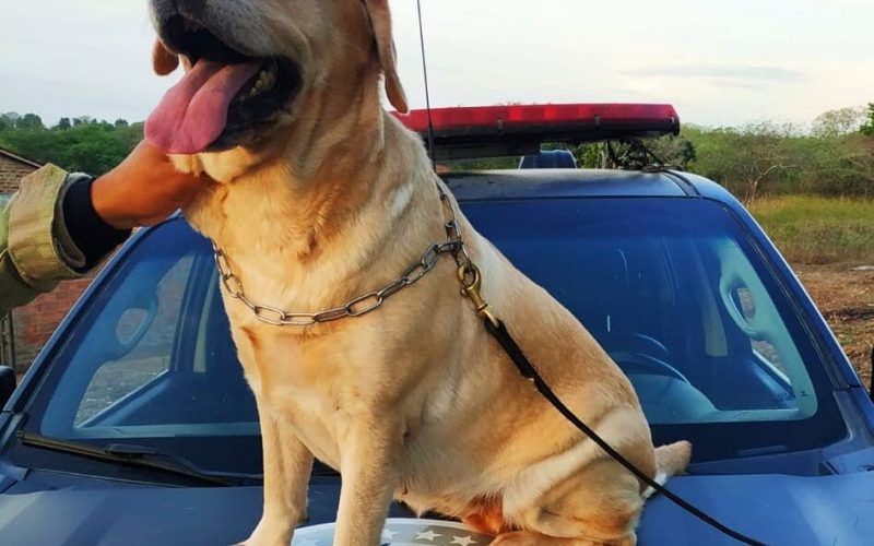 Cães aposentados da PM podem ganhar abrigo e equipe especializada graças a novo projeto de lei em Alagoas