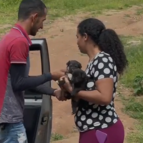 Polícia Civil resgata cães vítimas de maus-tratos em Dois Riachos e animais vão para casa de acolhimento apoiado pela jogadora Marta