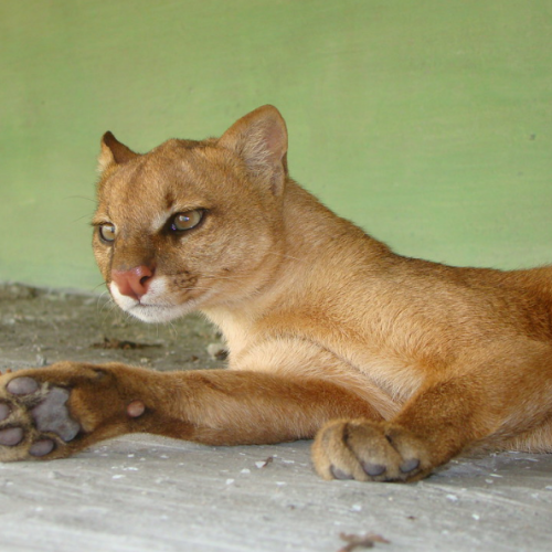 Gato-mourisco ameaçado de extinção é flagrado nadando no Rio São Francisco
