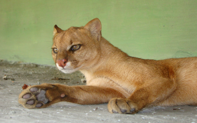 Gato-mourisco ameaçado de extinção é flagrado nadando no Rio São Francisco