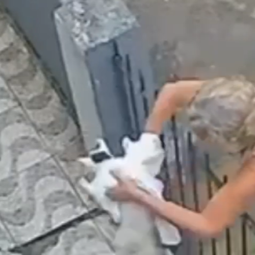 Polícia Civil tenta identificar senhora que abandonou gato em uma casa no Vergel