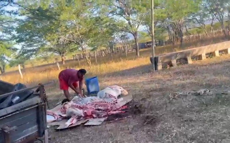 Vídeo que circula nas redes flagra retirada da carne de boi supostamente morto pela equipe do prefeito de Major Izidoro