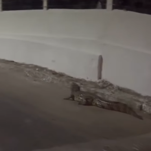 Militares capturam jacaré próximo a residencial em Barra de Santo Antônio