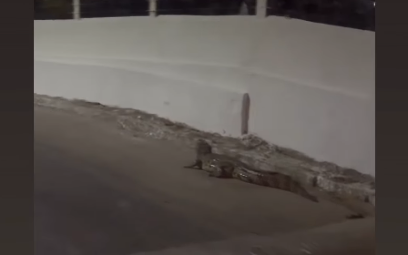 Militares capturam jacaré próximo a residencial em Barra de Santo Antônio