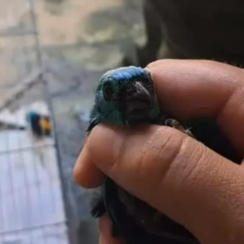 Mais de 30 aves são apreendidas em cativeiro na Feirinha do Tabuleiro