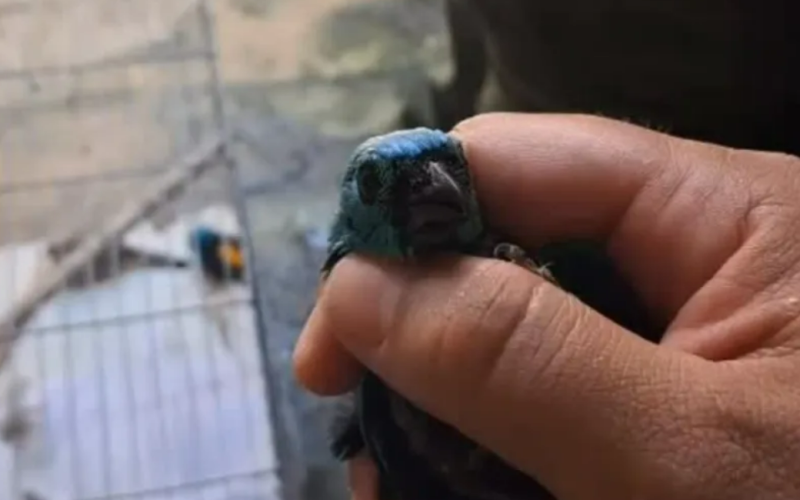 Mais de 30 aves são apreendidas em cativeiro na Feirinha do Tabuleiro