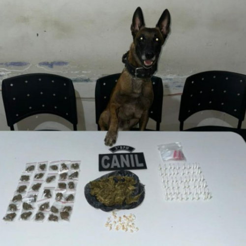 Vídeo mostra cadela farejadora localizando drogas escondidas em Arapiraca