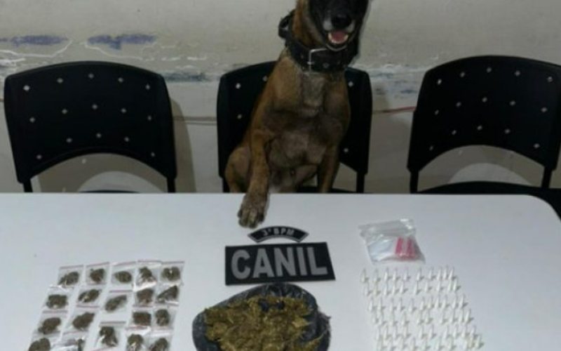 Vídeo mostra cadela farejadora localizando drogas escondidas em Arapiraca