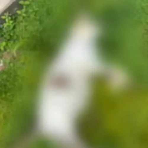 Carne envenenada e mortes de animais levam Polícia Civil a investigar crimes no Petrópolis