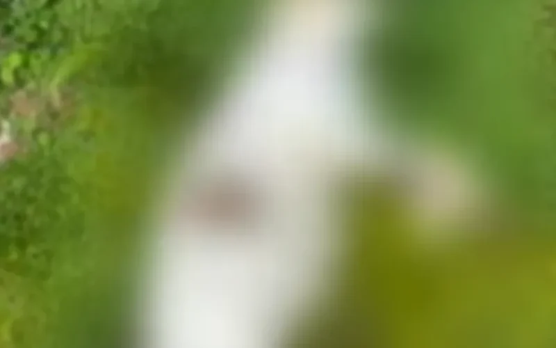 Carne envenenada e mortes de animais levam Polícia Civil a investigar crimes no Petrópolis