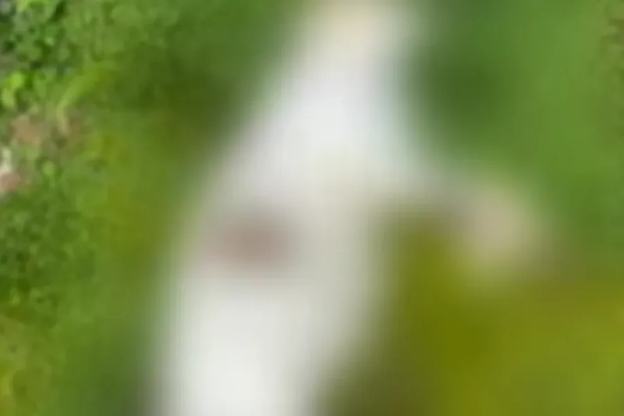 Carne envenenada e mortes de animais levam Polícia Civil a investigar crimes no Petrópolis