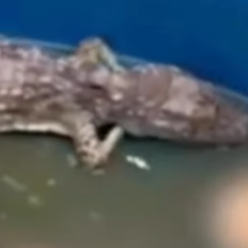 Integrantes do CV alimentavam jacarés com corpos de rivais