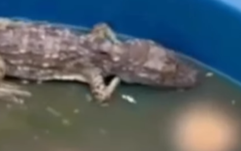 Integrantes do CV alimentavam jacarés com corpos de rivais