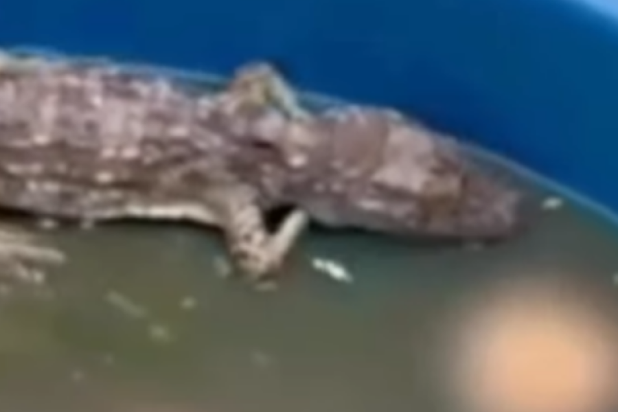 Integrantes do CV alimentavam jacarés com corpos de rivais