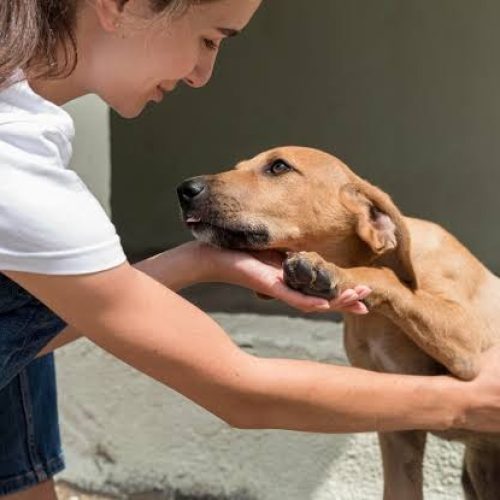 Condomínios devem denunciar maus-tratos a animais em até 24 horas, sob nova lei