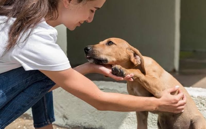 Condomínios devem denunciar maus-tratos a animais em até 24 horas, sob nova lei