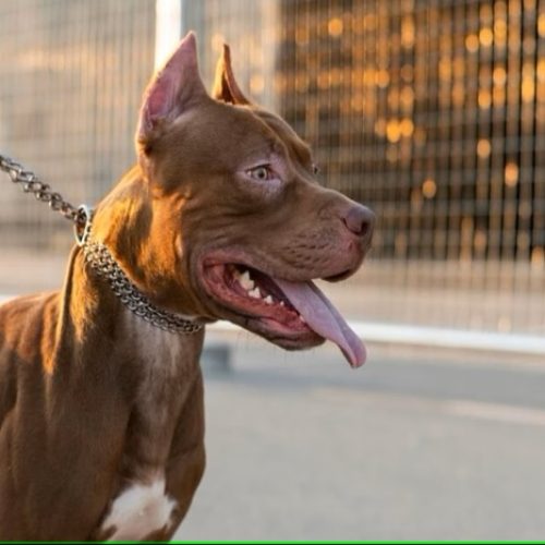 Lei proíbe procriação e entrada de pit-bulls em estado brasileiro