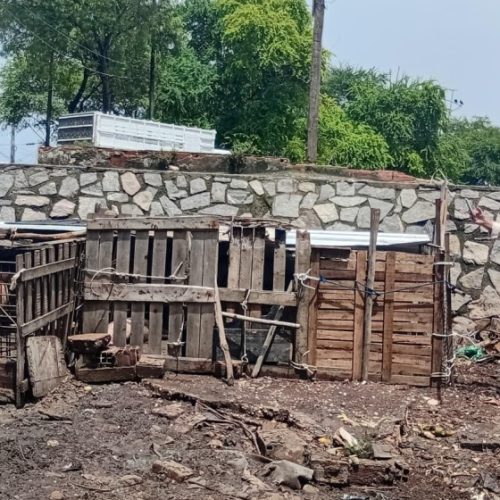 Vigilância Sanitária notifica pocilgas clandestinas no bairro da Levada