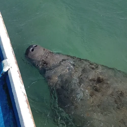 Peixe-boi é importunado na praia de Pajuçara