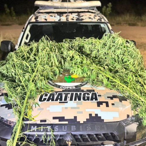 Polícia apreende pés de maconha em quintal de oficina mecânica no Sertão de AL