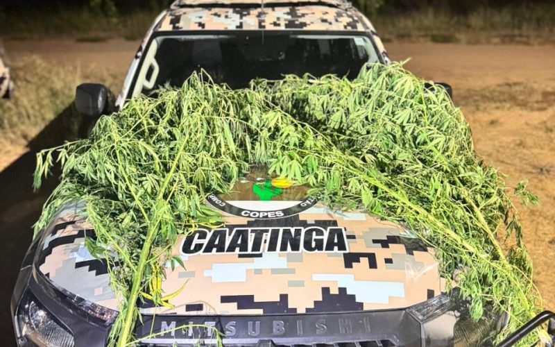 Polícia apreende pés de maconha em quintal de oficina mecânica no Sertão de AL