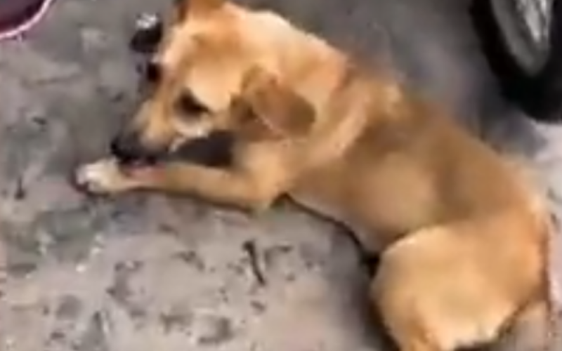 Homem é autuado por arrastar cachorro amarrado a moto em Arapiraca