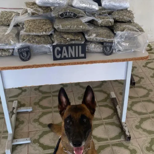 PM apreende mais de 10 kg de maconha em mala dentro de ônibus em Arapiraca Chapéu sugerido: Segurança pública