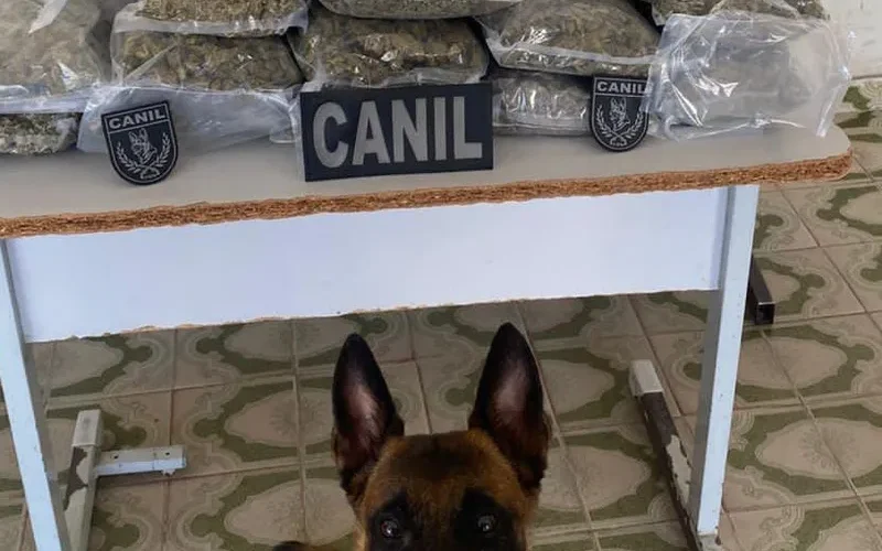 PM apreende mais de 10 kg de maconha em mala dentro de ônibus em Arapiraca Chapéu sugerido: Segurança pública