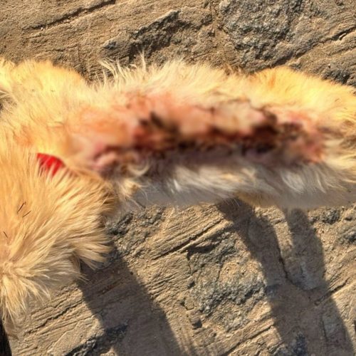 Crueldade em Cajueiro: mulher é detida após jogar água quente em cachorro