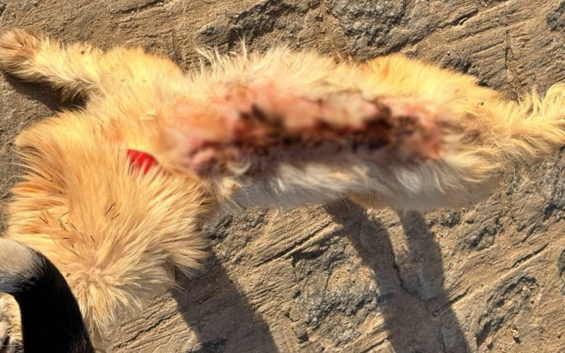 Crueldade em Cajueiro: mulher é detida após jogar água quente em cachorro