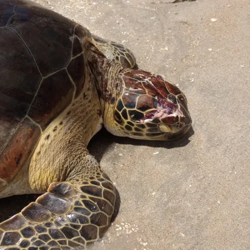 Tartaruga-verde é encontrada com crânio esmagado na Praia de Peroba, em Maragogi